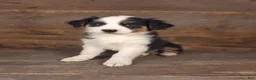 Australian Shepherd dogs for sale: Daniel - Ad 1