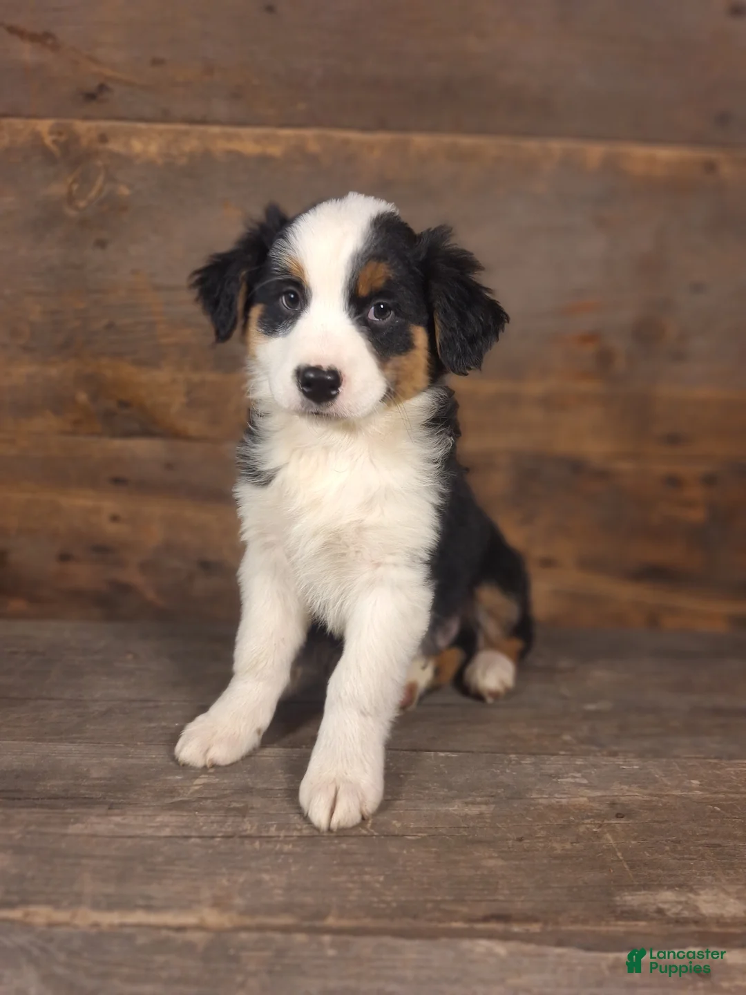 Australian Shepherd dogs for sale: Daniel - Ad 1