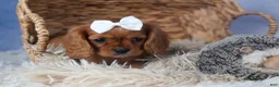 Cavalier King Charles Spaniel dogs for sale: Paisley - Ad 6
