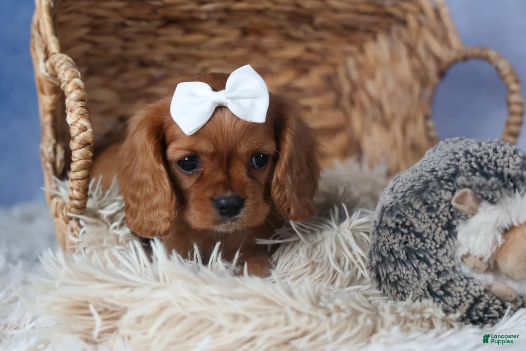 Cavalier King Charles Spaniel dogs for sale: Paisley - Ad 6