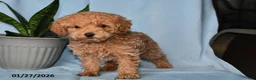 Miniature Poodle dogs for sale: Jack  - Ad 2