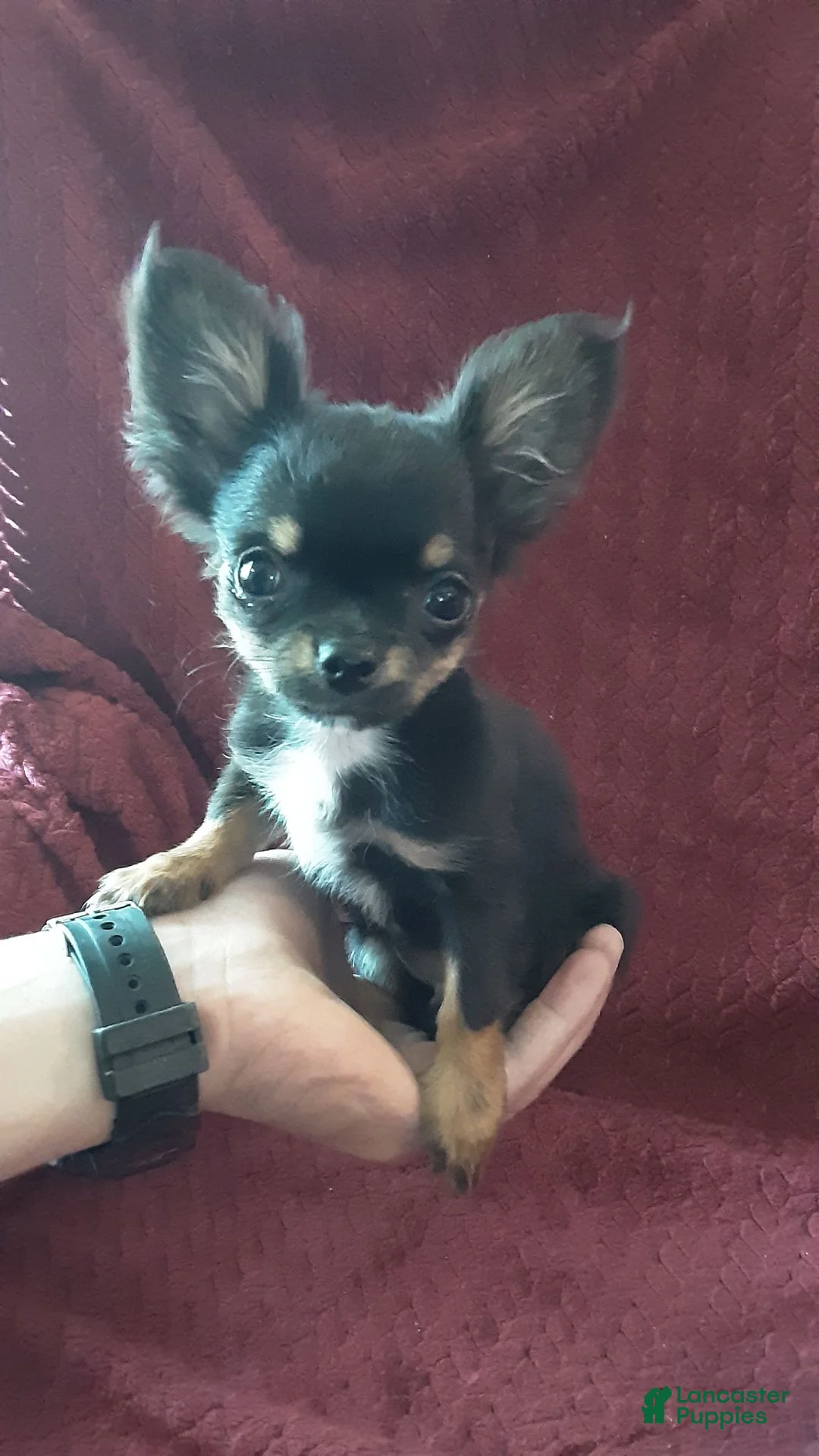 Chihuahua dogs for sale: Chihuahua 1 - Ad 1