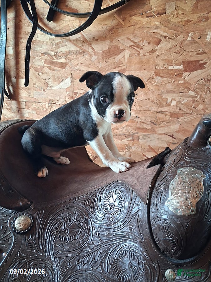 Boston Terrier dogs John - Ad 1