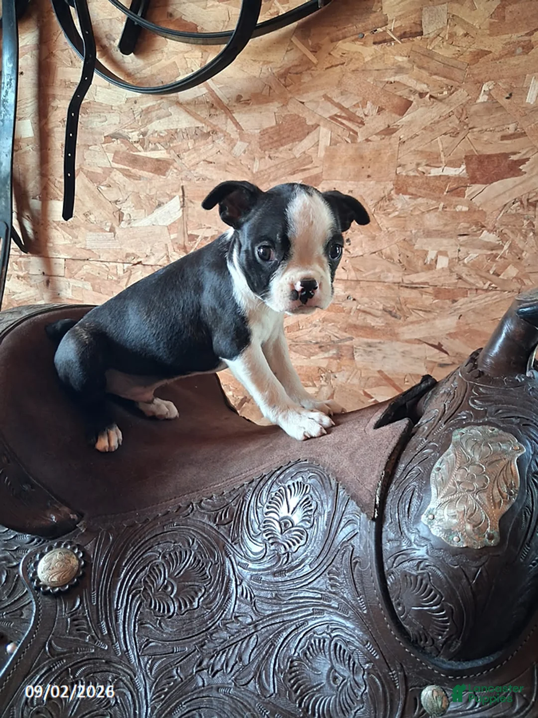 Boston Terrier dogs for sale: John - Ad 1