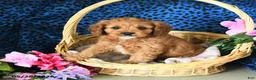 Cavapoo dogs for sale: Carson - Ad 3