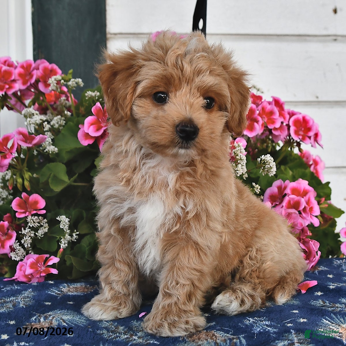 Maltipoo dogs Cinnamon - Ad 1