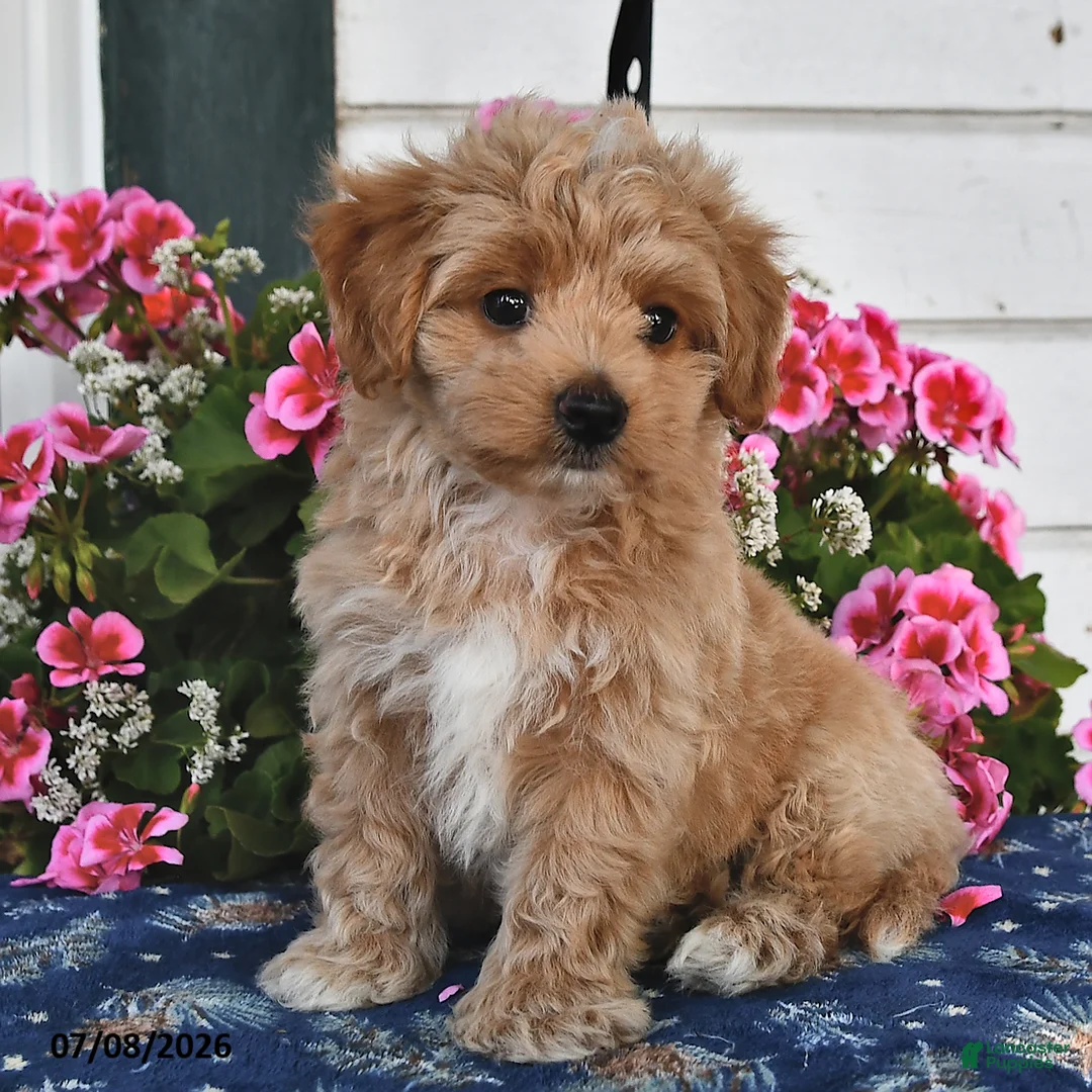 Maltipoo dogs for sale: Cinnamon - Ad 1