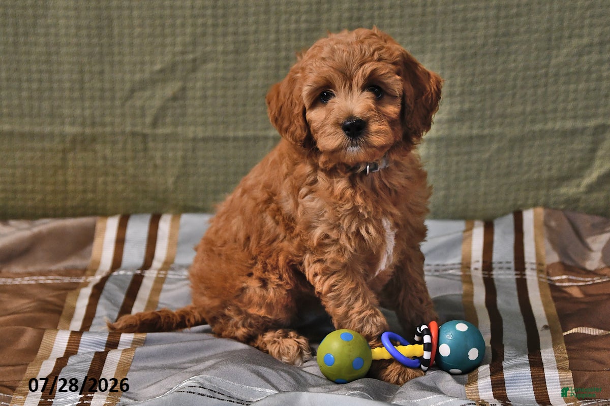 Goldendoodle dogs Willow - Ad 2