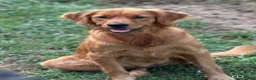 Golden Retriever dogs for sale: Autumn - Ad 9