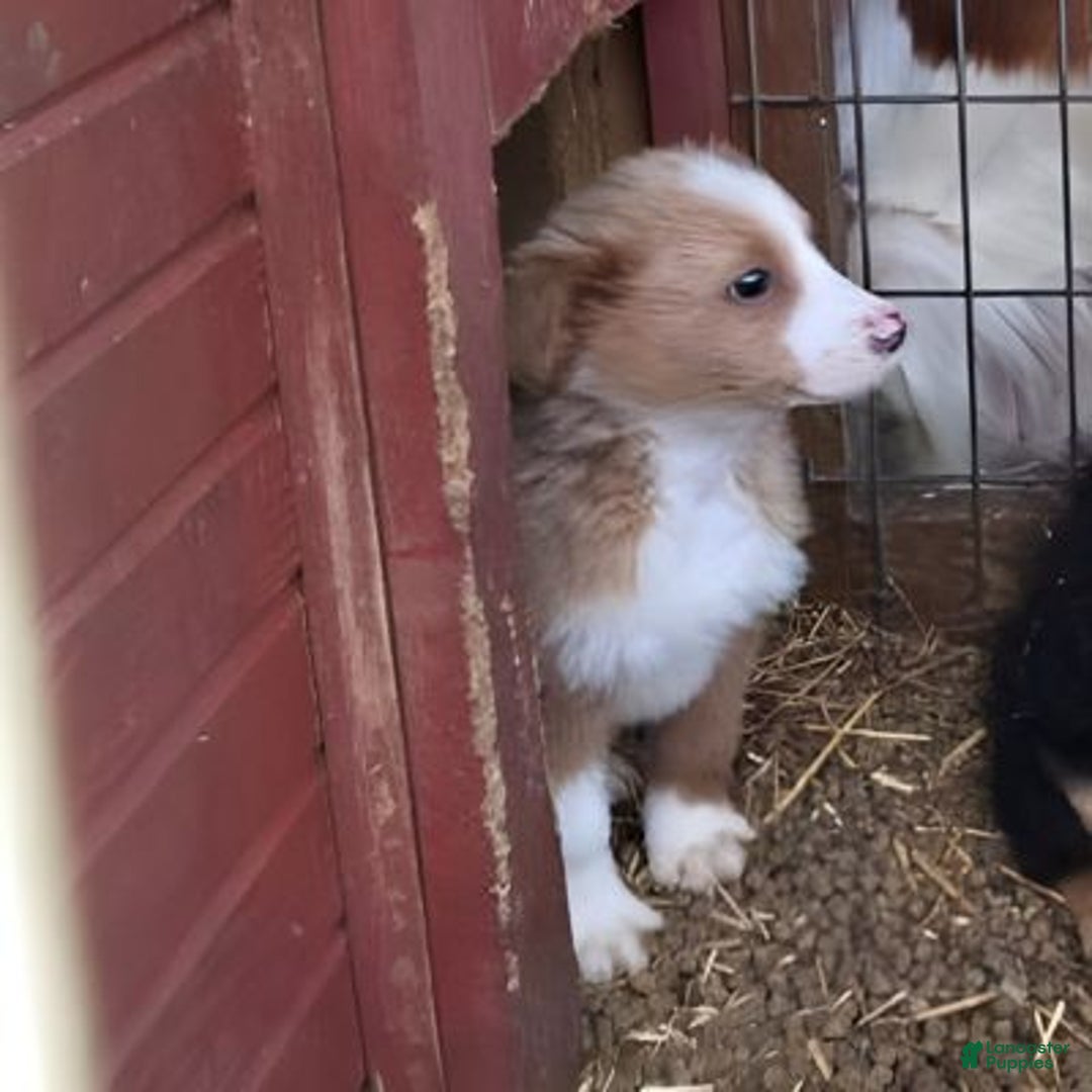 English Shepherd dogs for sale: Shiloh English Shepherd  - Ad 2
