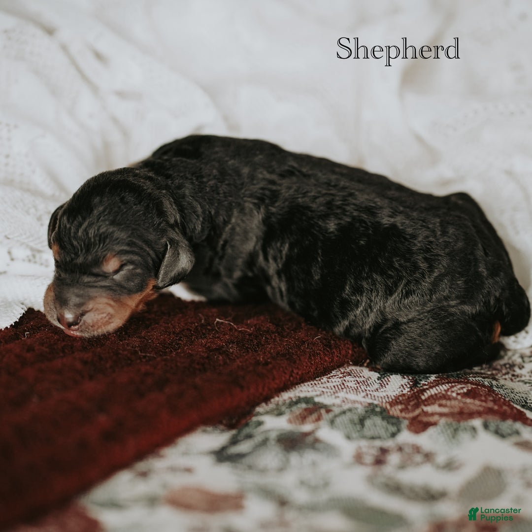 Standard Poodle dogs for sale: Shepherd - Ad 9