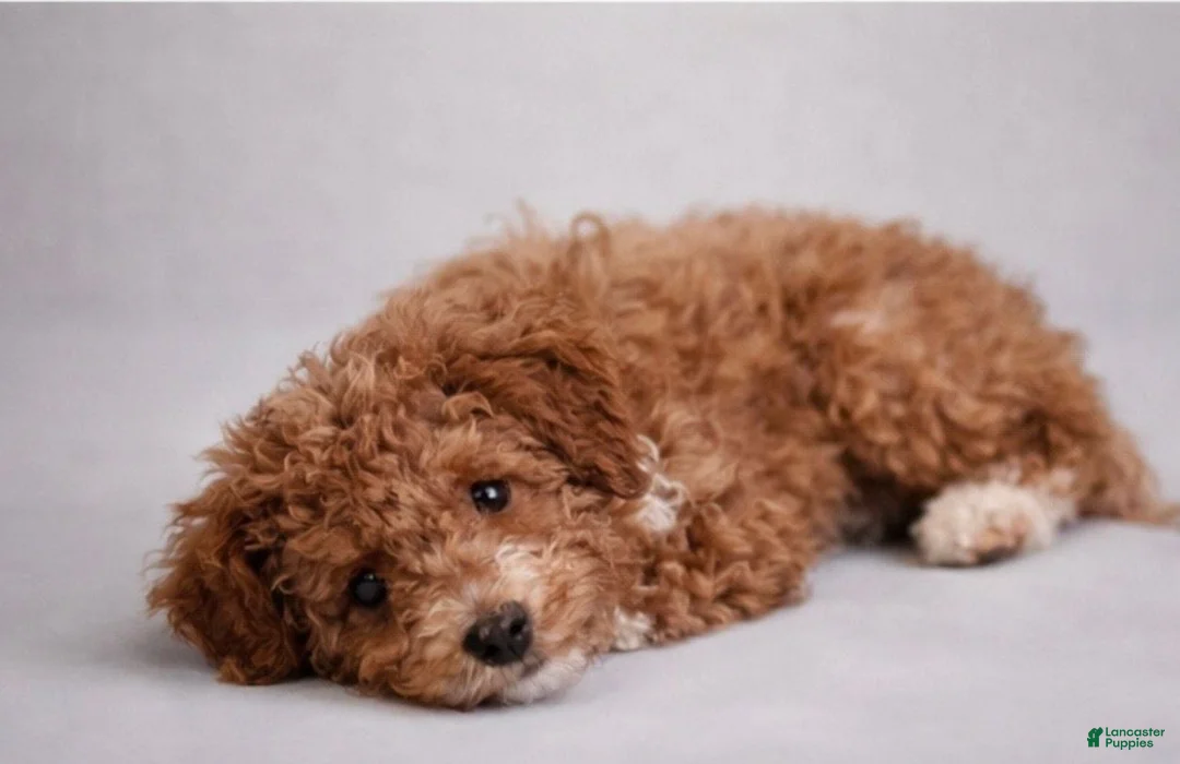 Mini Aussiedoodle dogs for sale: Gunner - Ad 4