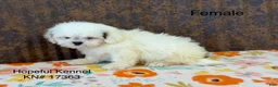 Lhasa Apso dogs for sale: Lucy - Ad 1
