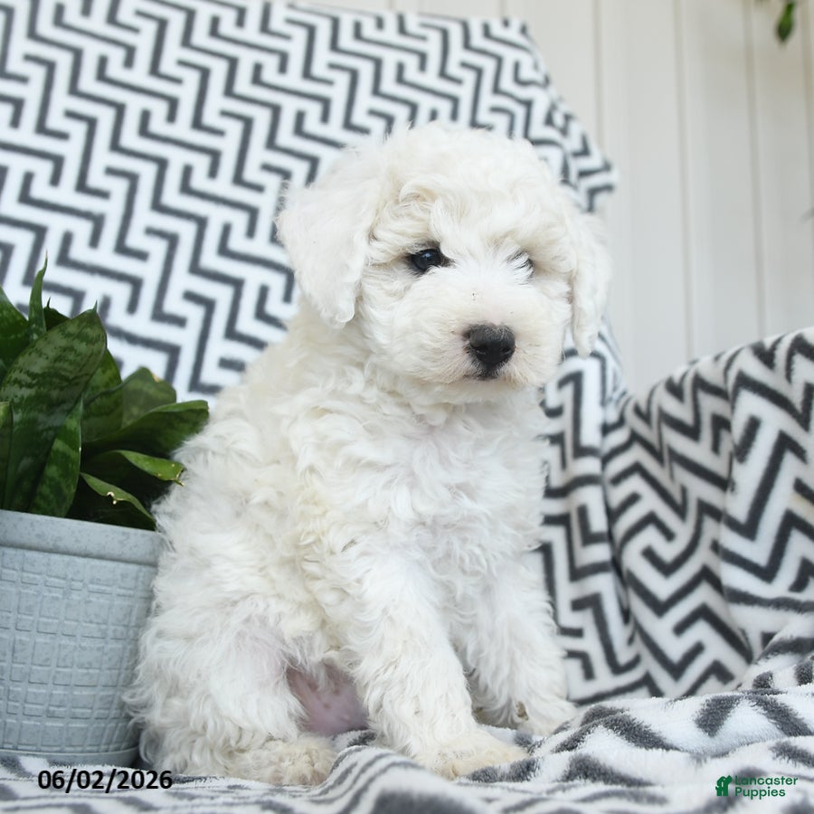 Bichpoo dogs for sale: Vanilla - Ad 2