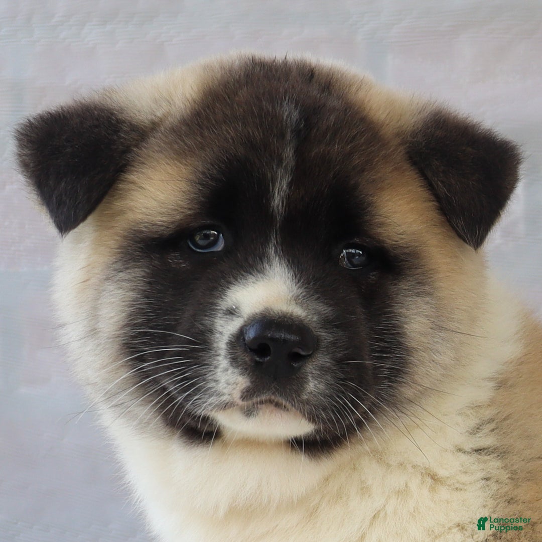 Akita dogs for sale: Trevor - Ad 2