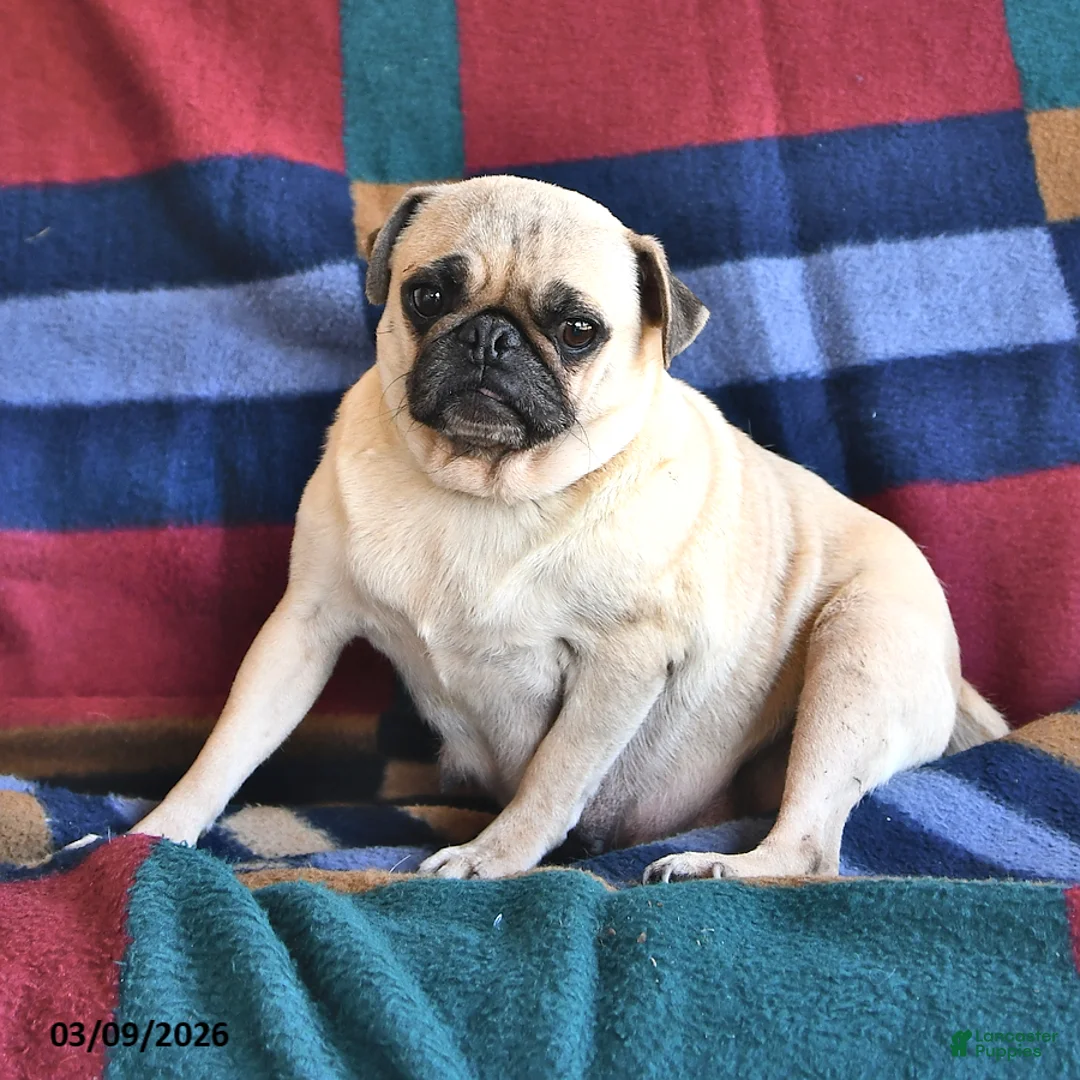 Pug dogs for sale: Willie - Ad 4
