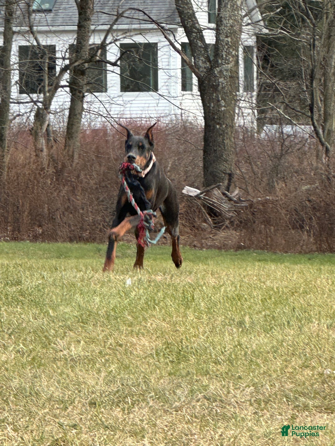 Doberman Pinscher dogs for stud: RIPP  - Ad 4