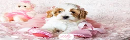 Cavapoo dogs for sale: Lilly - Ad 21