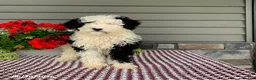 Mini Sheepadoodle dogs for sale: Rambo - Ad 3