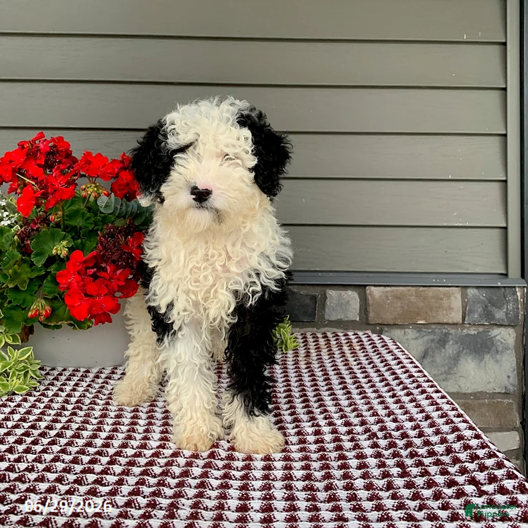 Mini Sheepadoodle dogs for sale: Rambo - Ad 3