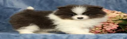 Pomeranian dogs for sale: Lucas Blue and White - Ad 5