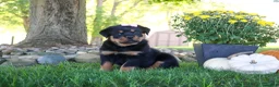 Rottweiler dogs for sale: Annabelle - Ad 4