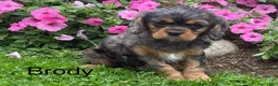Cavalier King Charles Spaniel dogs for sale: Brody - Ad 13