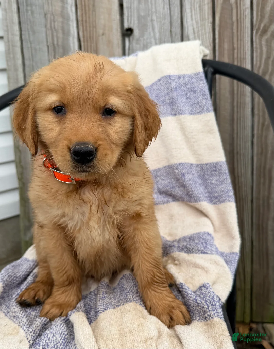 Golden Retriever dogs for sale: Diva - Ad 1