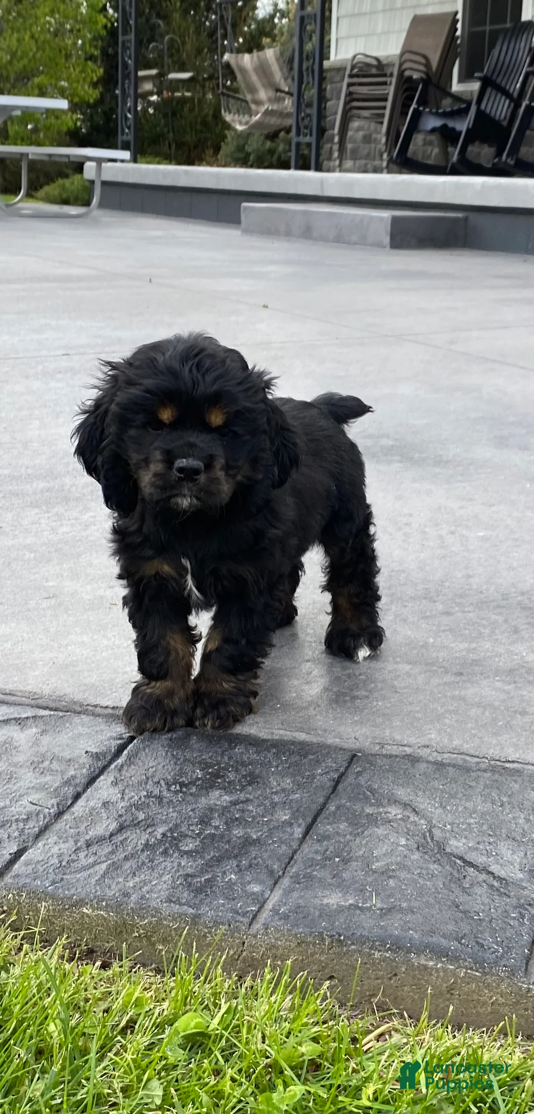 Cocker Spaniel dogs for sale: Gabe - Ad 1