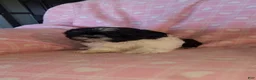 Shih Tzu dogs for sale: Sam - Ad 8