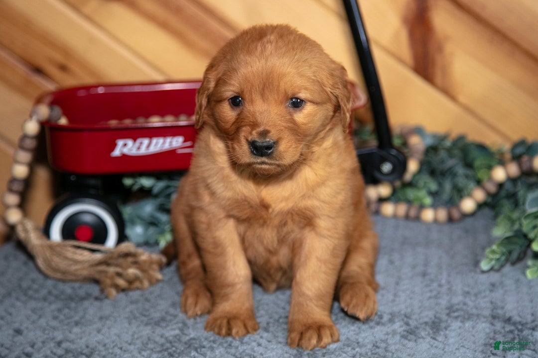 Golden Retriever dogs for sale: Millie - Ad 1