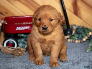 Golden Retriever dogs Millie - Ad 36