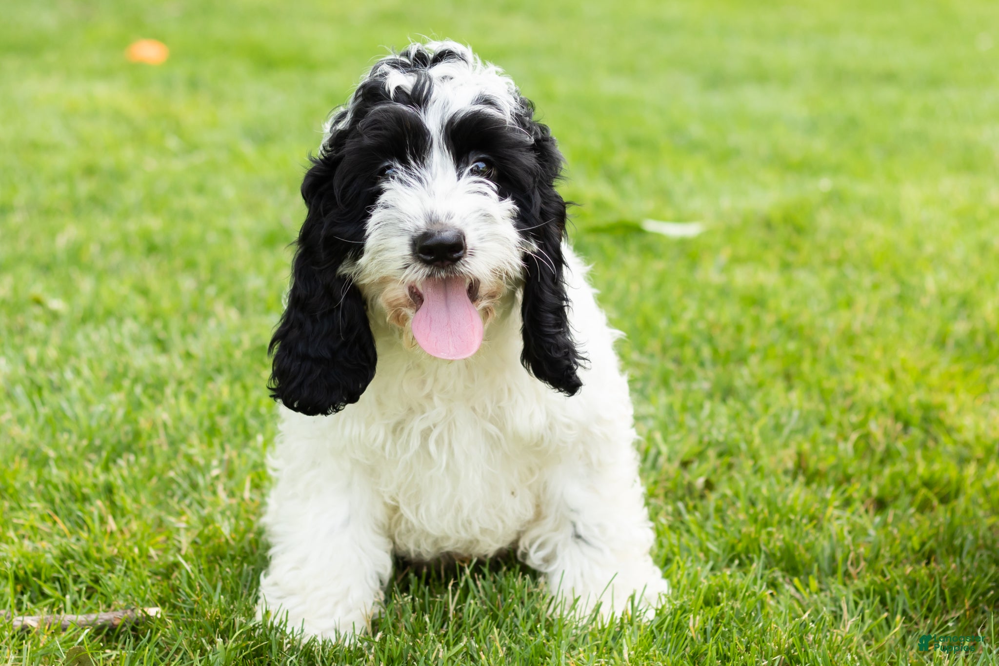 Cockapoo dogs Jesse - Ad 39