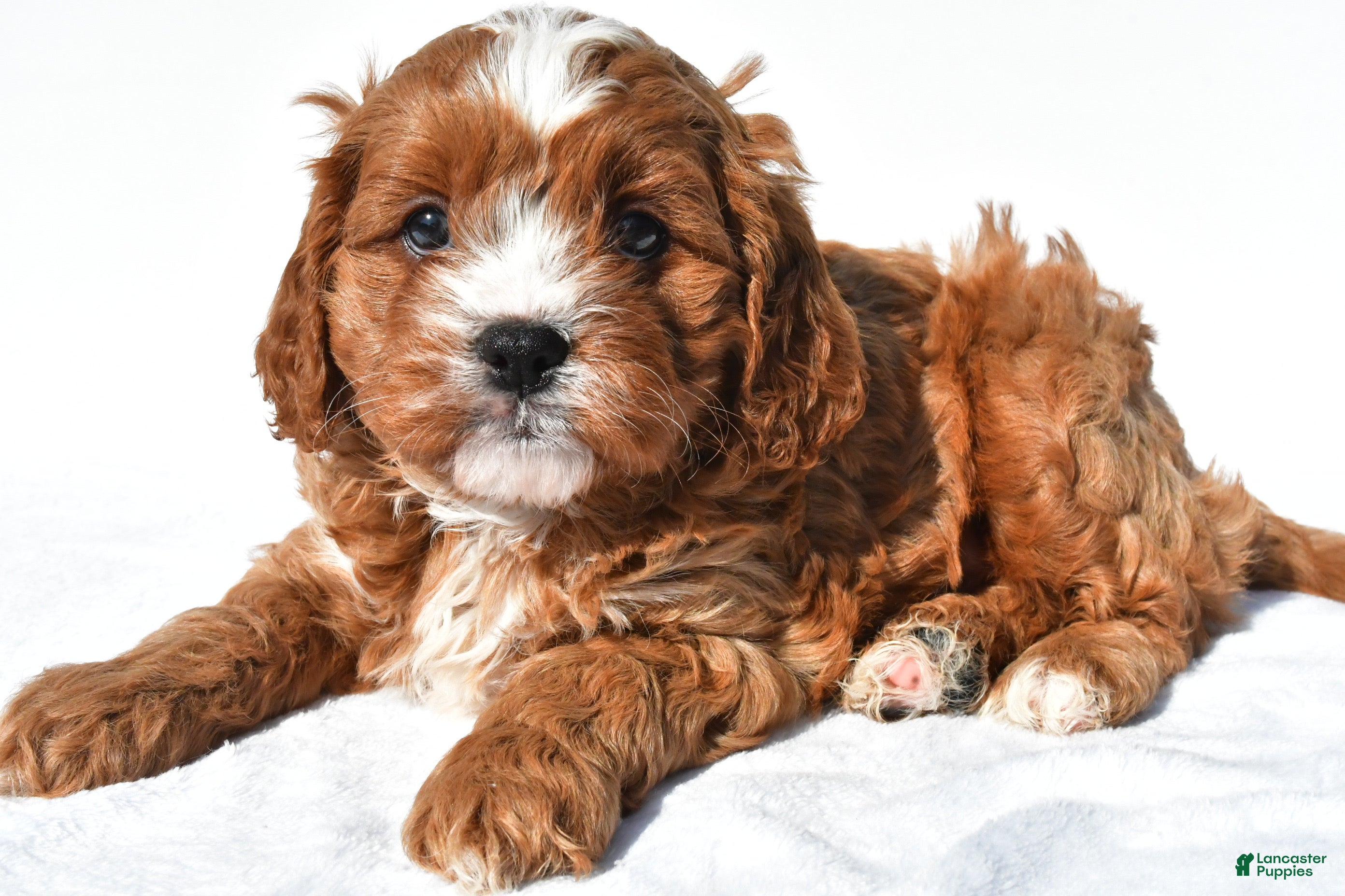 Cavapoo dogs Copper - Ad 2
