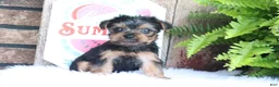 Yorkshire Terrier dogs for sale: Zach - Ad 1