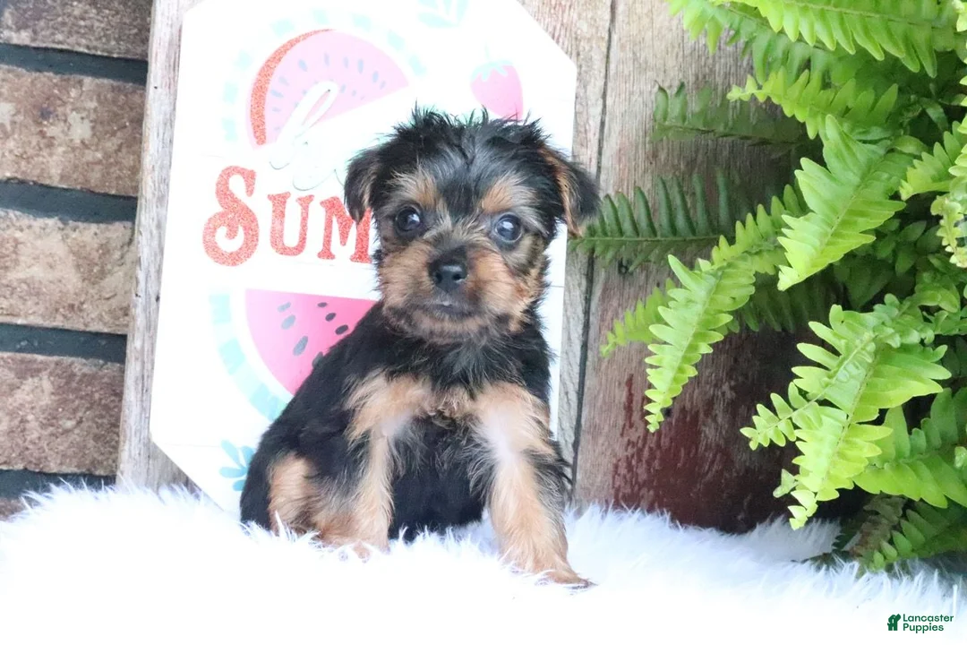 Yorkshire Terrier dogs for sale: Zach - Ad 1