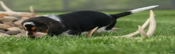 Beagle dogs for sale:  Cypress 🦴🐶 - Ad 12