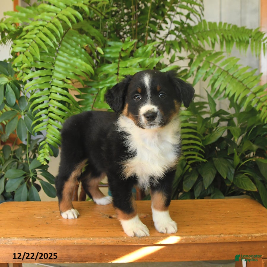 Australian Shepherd dogs Alex - Ad 19