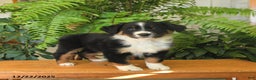 Australian Shepherd dogs for sale: Alex - Ad 1