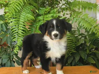 Australian Shepherd dogs Alex - Ad 2