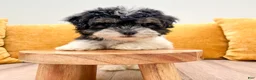 Havanese dogs for sale: Kate - Ad 3