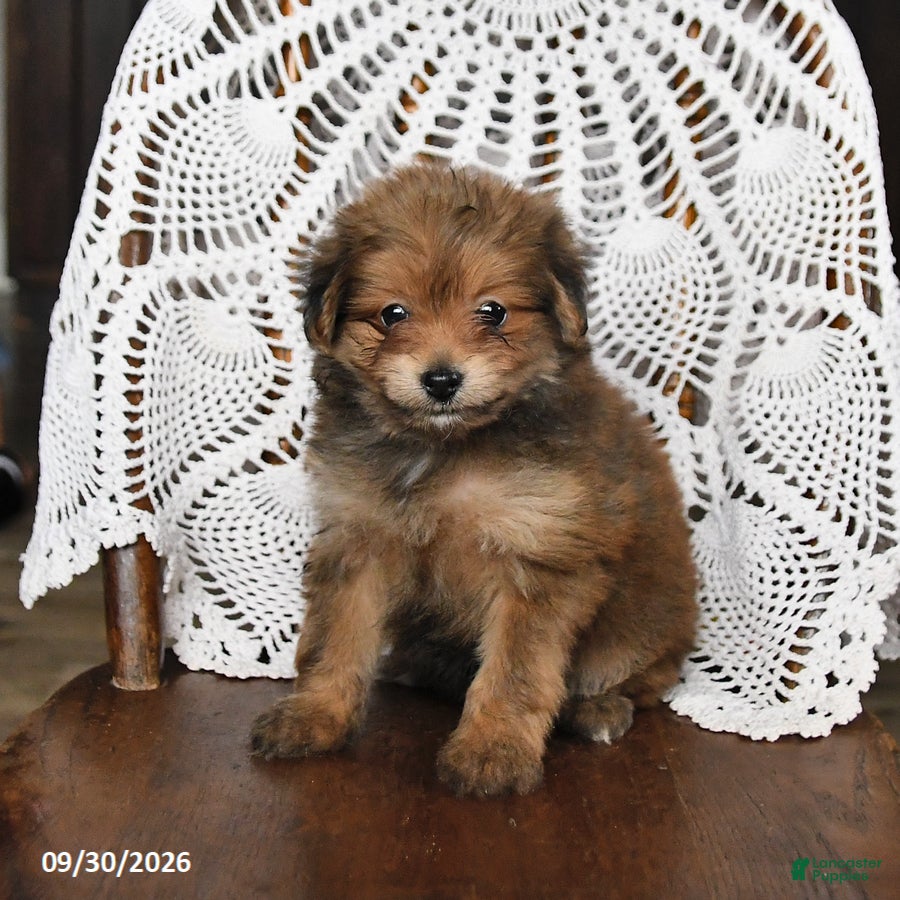 Pomapoo dogs Mango - Ad 1