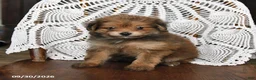 Pomapoo dogs for sale: Mango - Ad 1