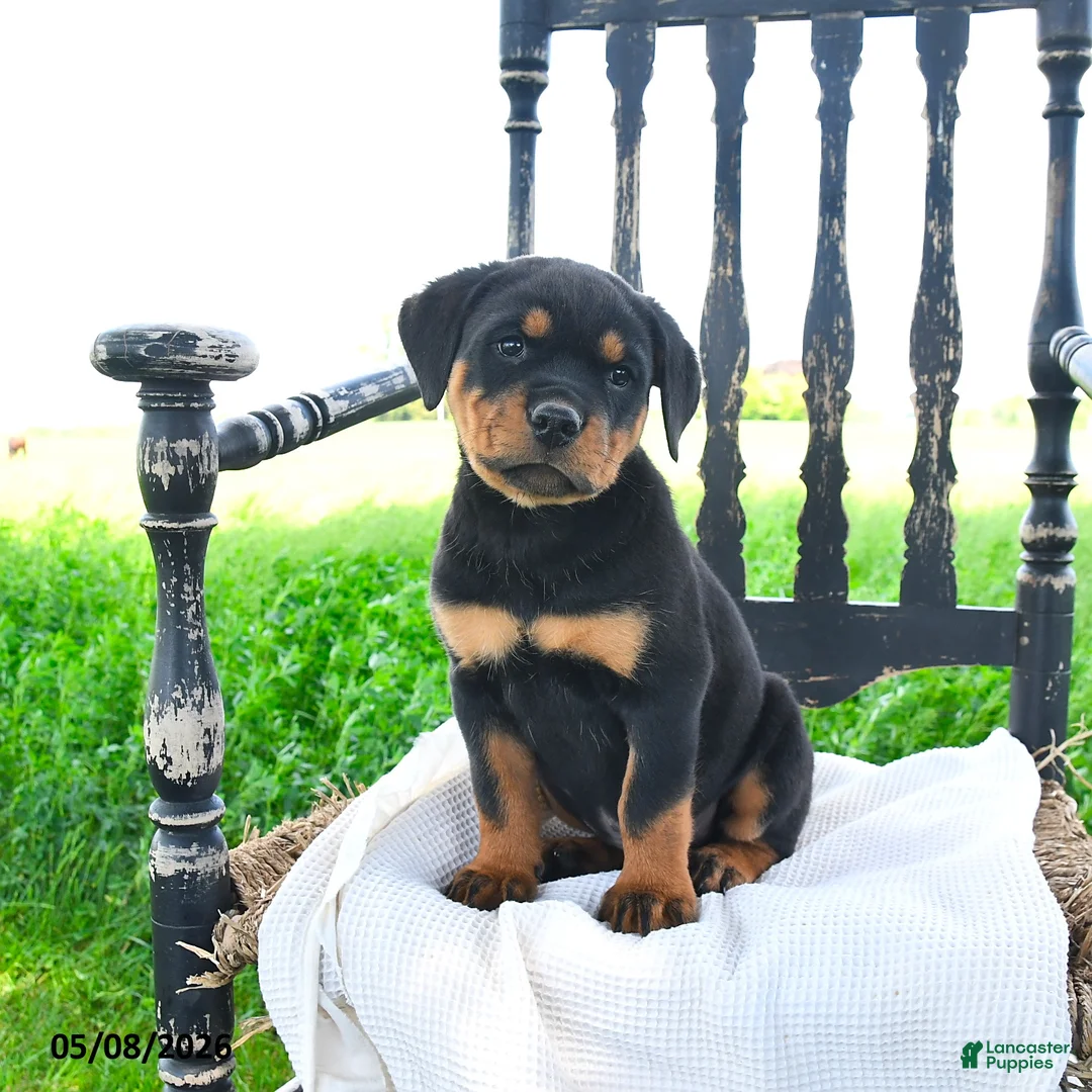 Rottweiler dogs for sale: Reaver - Ad 1