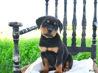 Rottweiler dogs for sale: Reaver - Ad 3