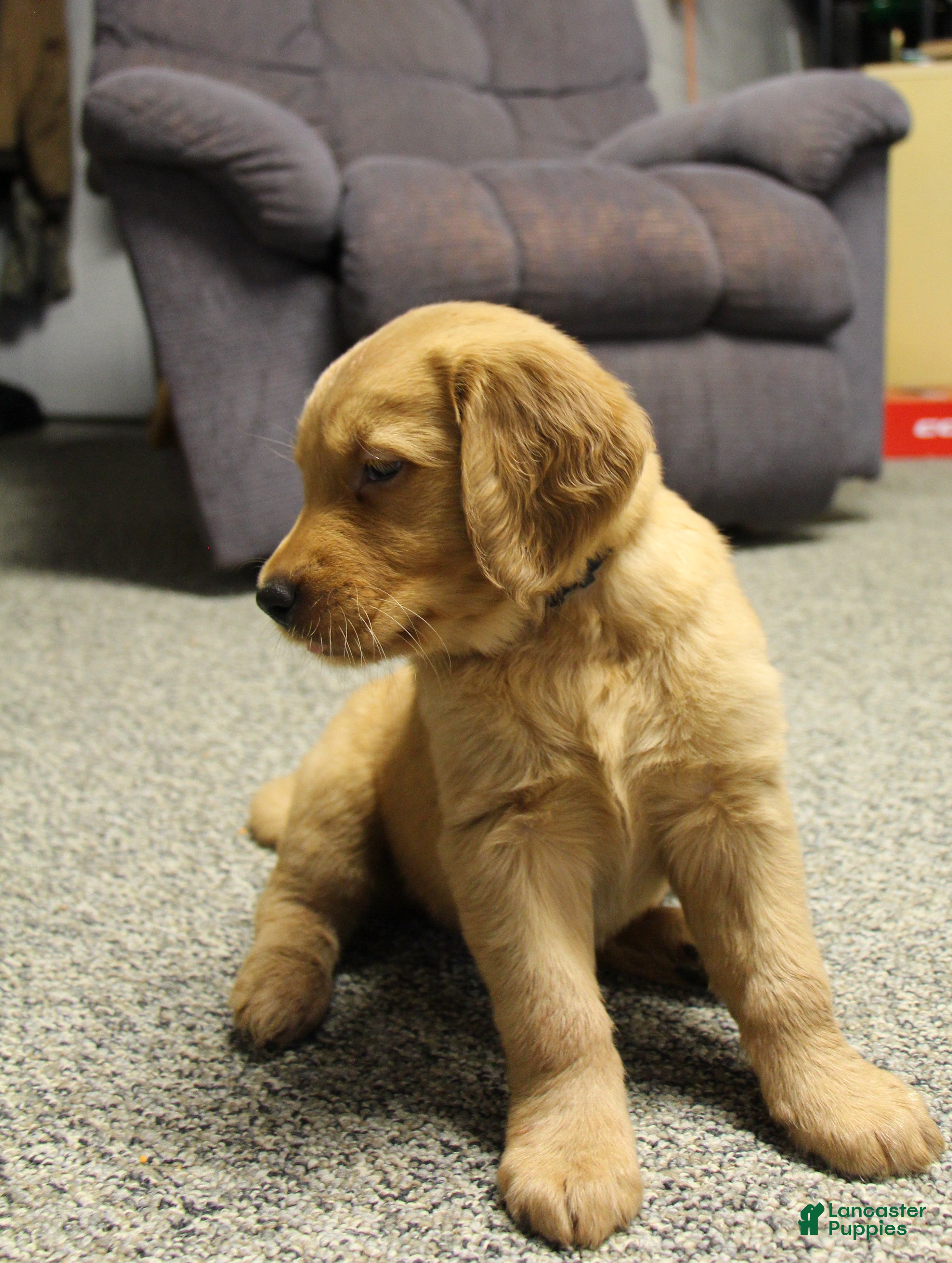 Golden Retriever dogs Raven - Ad 2