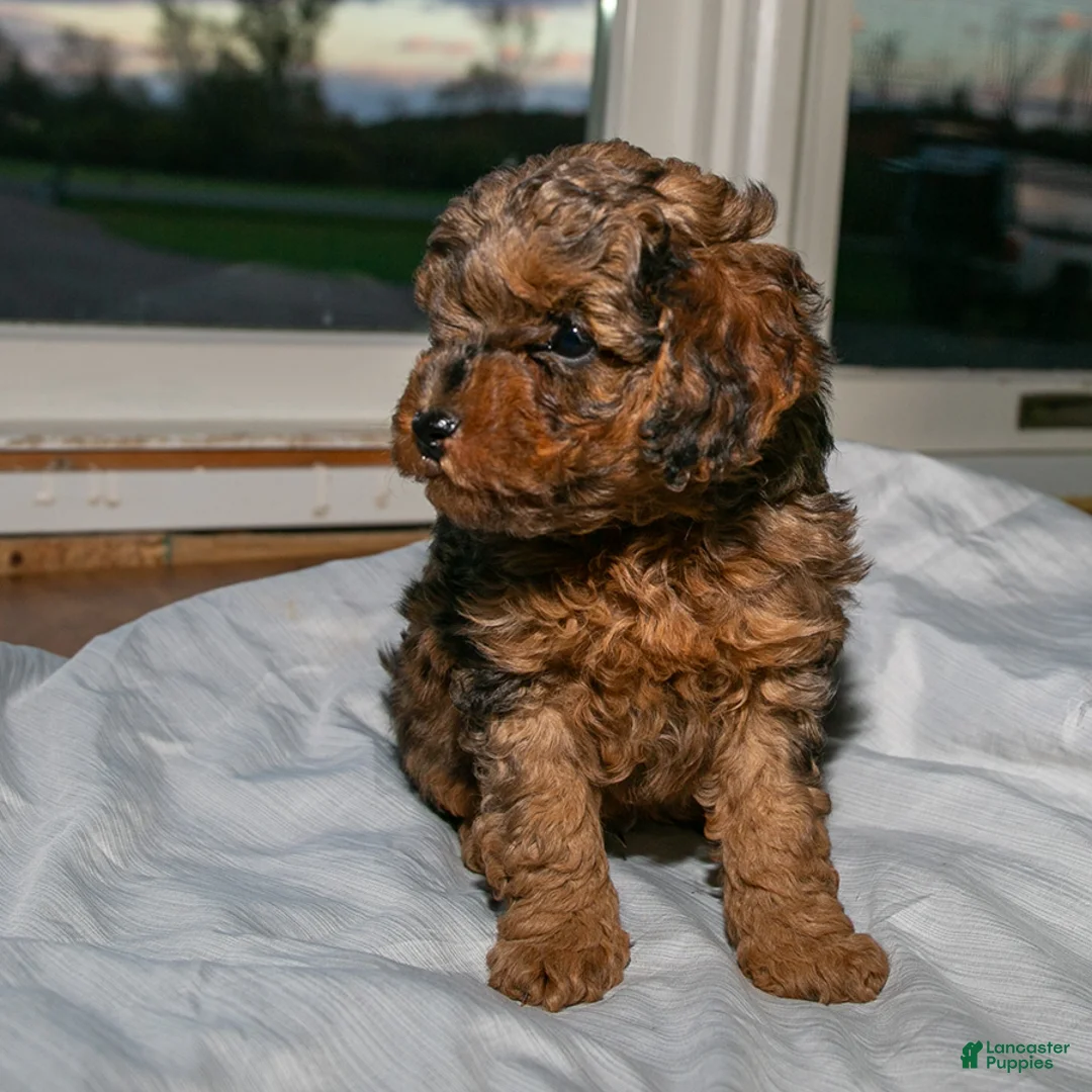 Cockapoo dogs for sale: Rusty Jr. - Ad 3