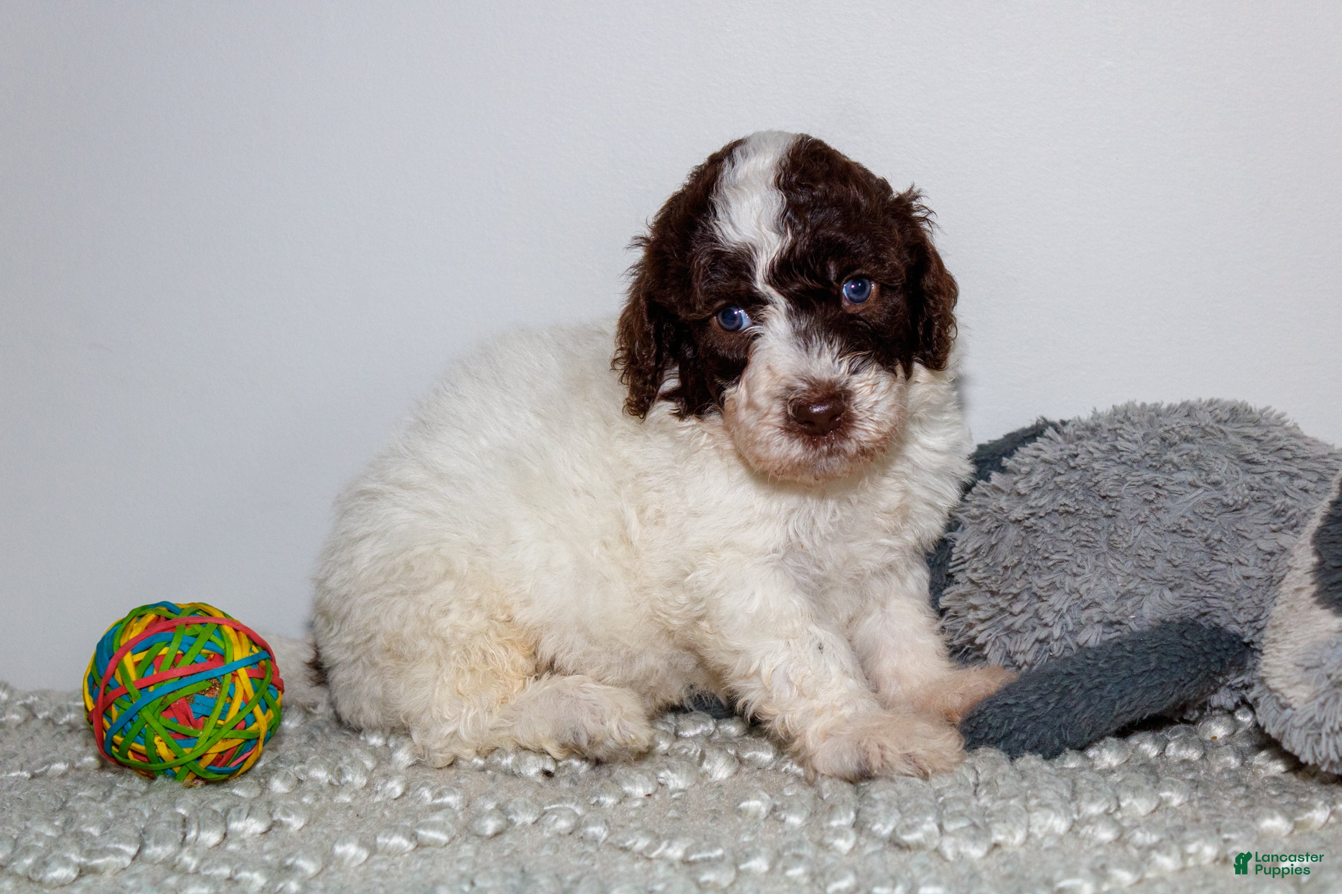 Labradoodle dogs Kobe - Ad 37