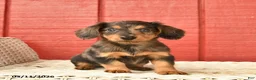Dachshund dogs for sale: Tulip  - Ad 1