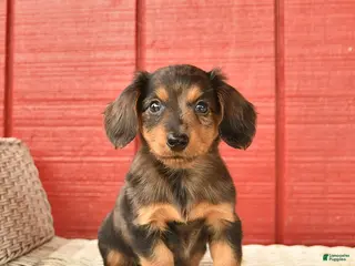 Dachshund dogs for sale: Tulip - Ad 3